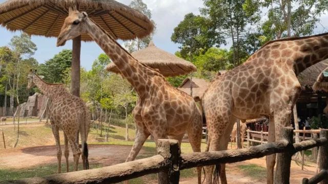 Giraffe in a restaurant